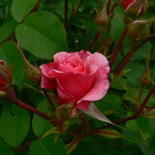 Rosa Morden Ruby™ - roz - Trandafir copac cu trunchi înalt - cu flori tip trandafiri englezești - coroană tufiș